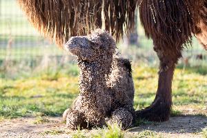 Nachwuchs bei den Trampeltieren in der Wilhelma